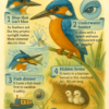 Illustrated kingfisher facts showing how kingfishers hunt, nest, and live along rivers and canals